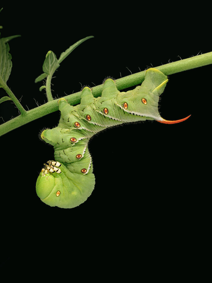 Close-up of a green caterpillar hanging from a stem in a perfectly captured animal photograph by Kevin Blackwell.