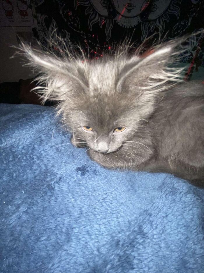 Gray cat with wild, spiky fur lying on a blue blanket, showing unusual features that suggest cats might be aliens.