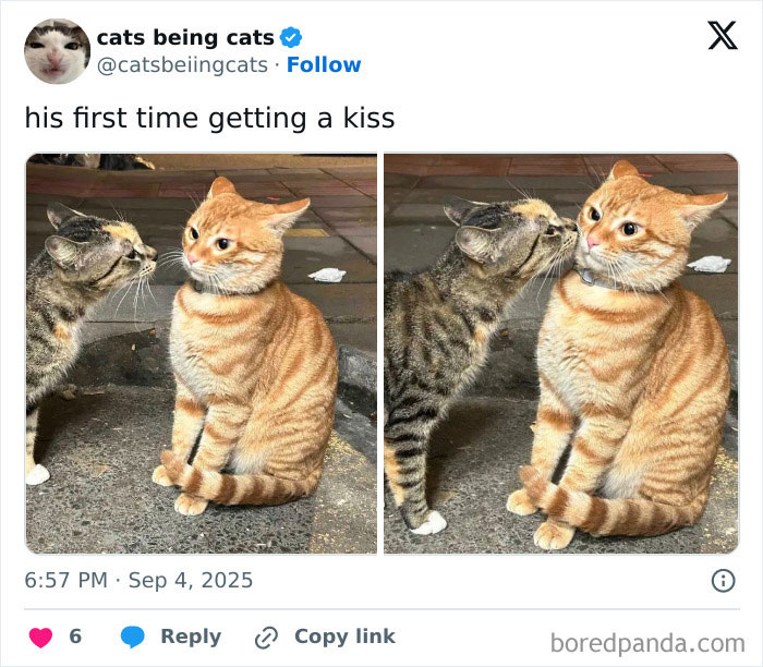 Two cats humorously interacting, capturing the essence of cats being themselves to be funny and charming.