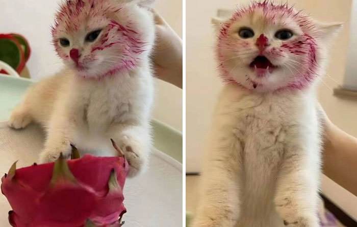 A playful cat with red fruit juice smeared on its face, showcasing cats' natural humorous and quirky behavior.