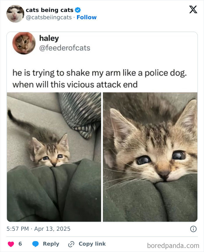 Adorable kitten playfully biting a blanket, showcasing cats being funny by simply being themselves.