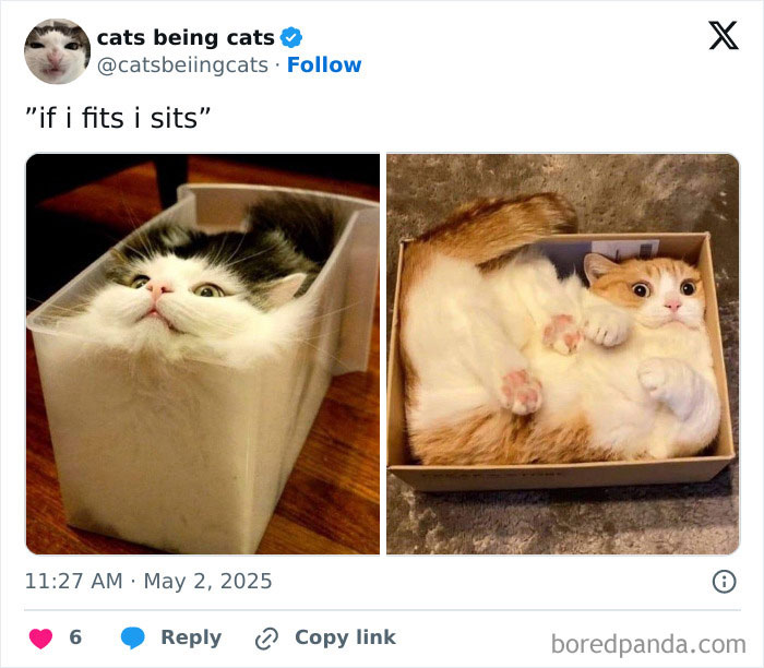 Two cats humorously fitting themselves into small containers, showing cats being funny by just being themselves.
