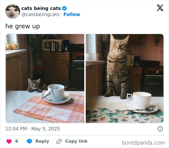 Side-by-side photos of a kitten and grown cat on a kitchen table, showcasing cats being funny just by being themselves.