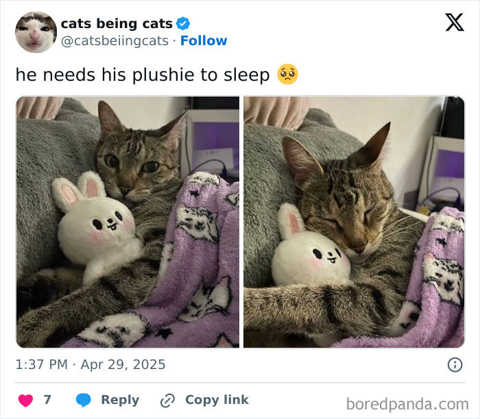 Tabby cat cuddling a plush bunny toy while wrapped in a purple cat-themed blanket showing cats being funny naturally.