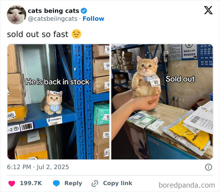 Kitten humor showing cats in funny poses among boxes, highlighting why cats just need to be themselves to be funny.