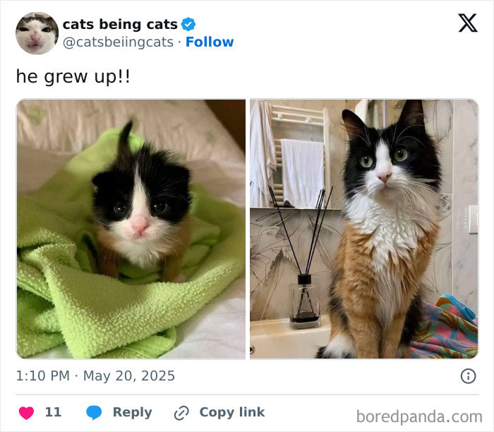 Side-by-side images of a cat as a kitten and grown cat showing cats being funny by just being themselves.