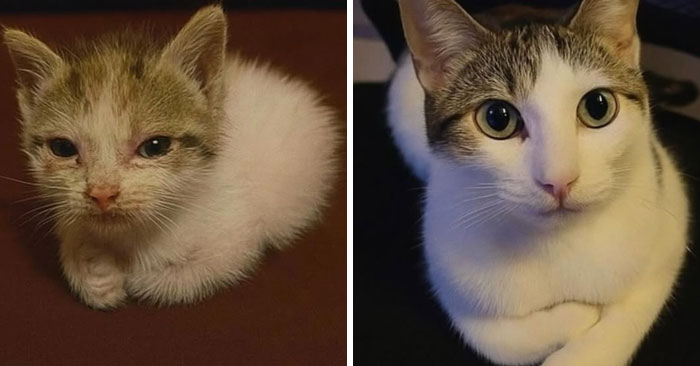 Side-by-side images of a kitten and grown cat showing the humor of cats just being themselves to be funny.