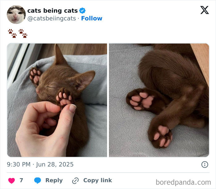 Sleepy brown kitten showing pink paws being gently touched and curled up on a soft gray blanket, capturing cats being funny naturally.