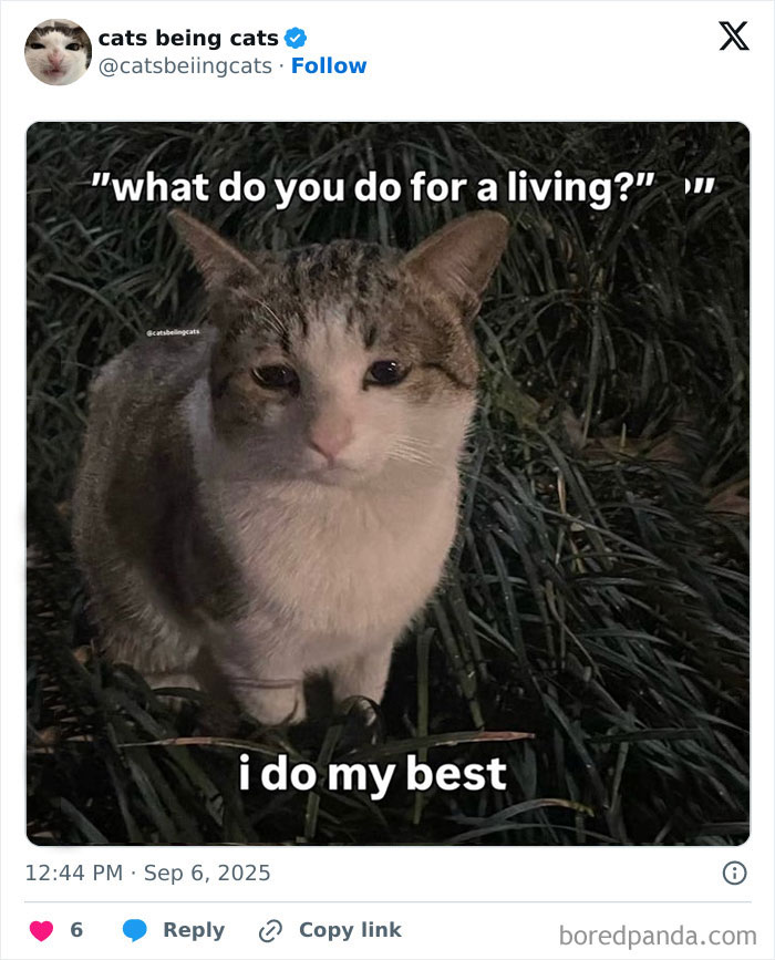 A humorous photo of a cat sitting in grass with caption showing cats being funny by just being themselves.