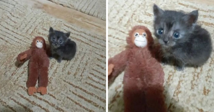 Kitten sitting next to a stuffed monkey toy on a patterned carpet, showcasing humorous cat moments.