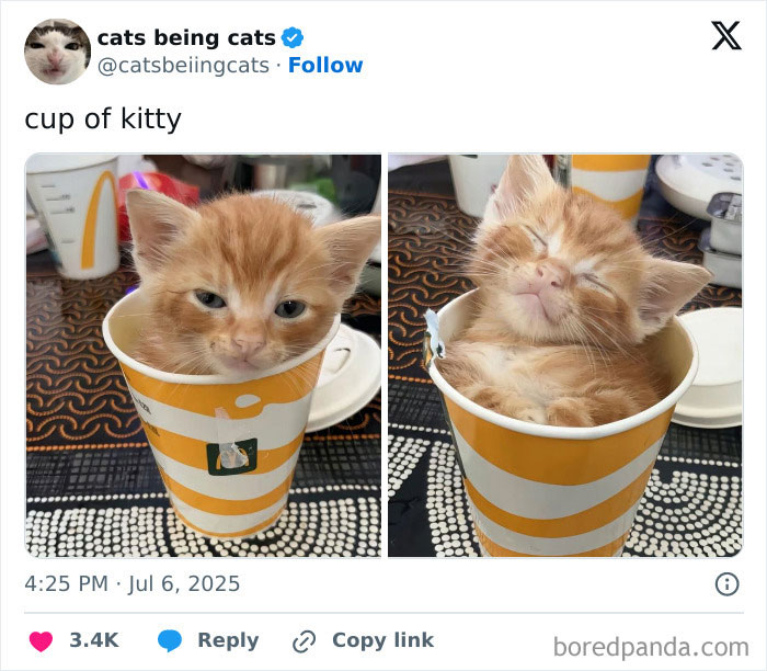 Adorable orange kitten sitting and napping inside a striped cup, showcasing cats being funny by just being themselves.