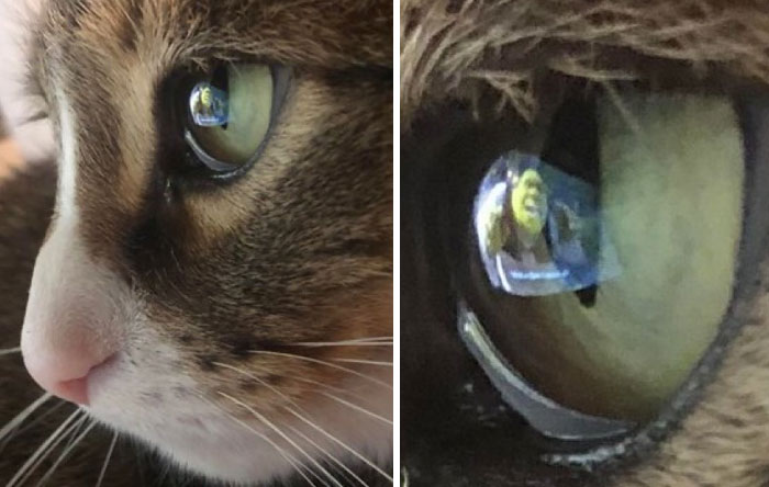 Close-up of a cat's eye reflecting an image of the animated character Shrek, showcasing cats' natural humorous charm.