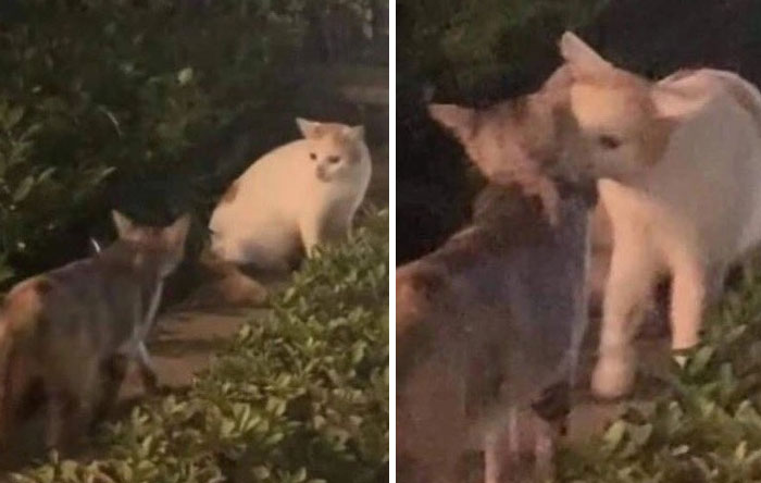 Two cats interacting outdoors at night, showcasing the natural and humorous behavior of cats being themselves.