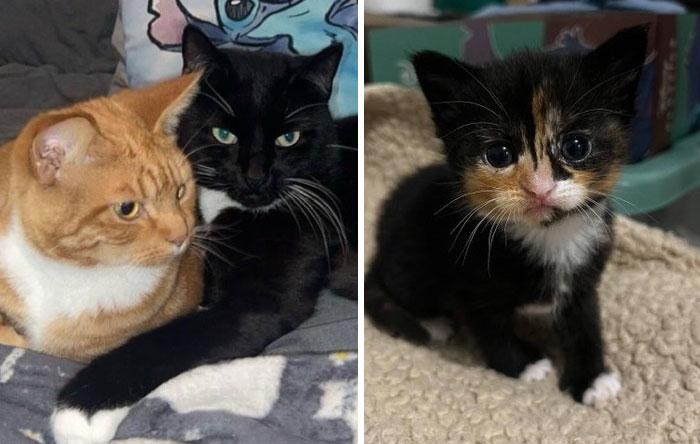 Two affectionate cats cuddling on a blanket and a curious kitten with big eyes on a soft surface, showcasing cat humor.