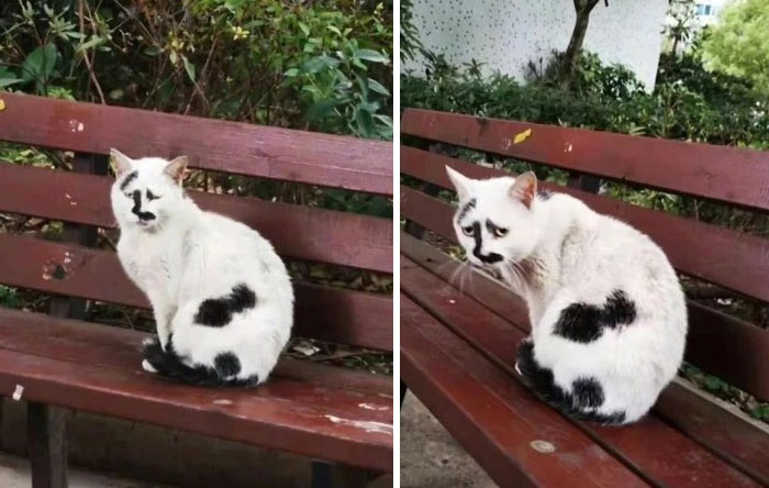 White cat with unique black markings on a bench, showcasing the humor and charm of cats being themselves.