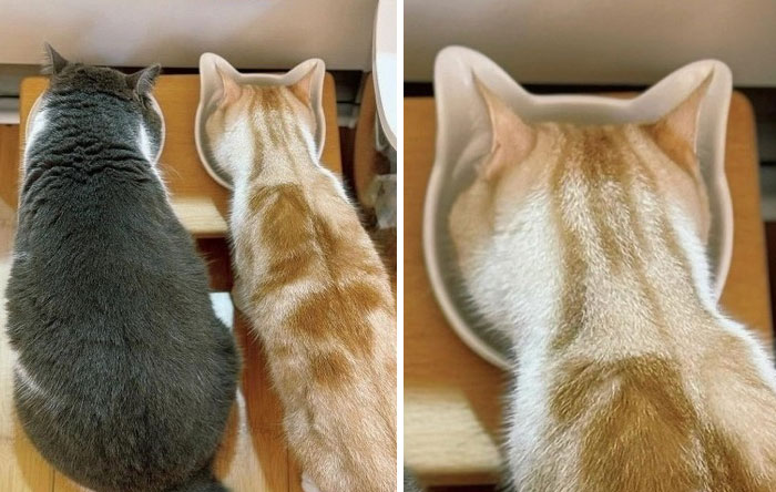 Two cats seen from above, one gray and one orange, with the orange cat drinking from a cat-shaped bowl, showcasing funny cat behavior.