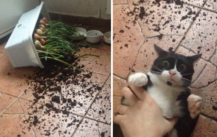 Black and white cat with wide eyes lying on a tiled floor covered in spilled soil from a knocked-over plant pot.