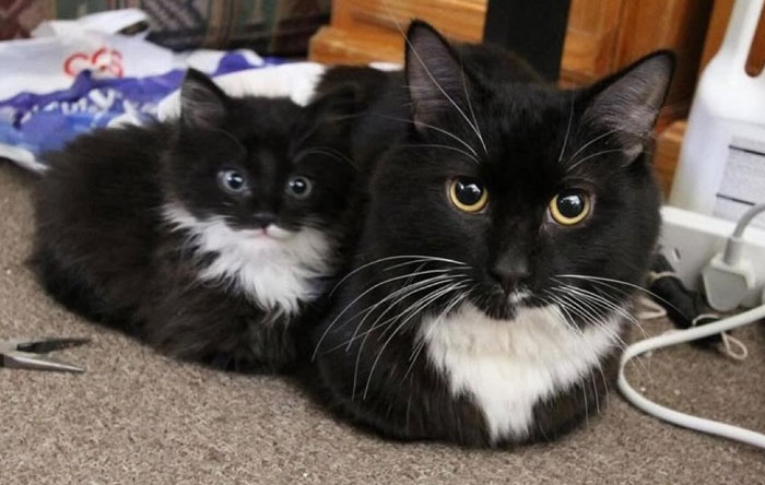 Two black and white cats lying on carpet showing humorous cat behavior and expressions in a home setting