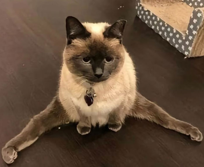 Siamese cat sitting with legs spread out on dark floor, showcasing funny and natural cat behavior.
