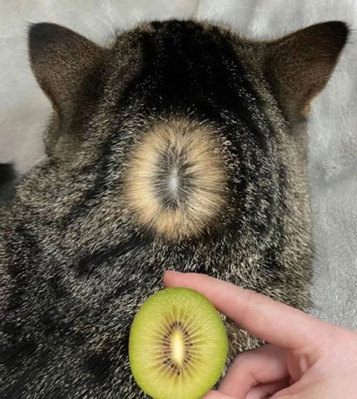 Tabby cat with a unique circular fur pattern that humorously resembles the center of a sliced kiwi fruit.