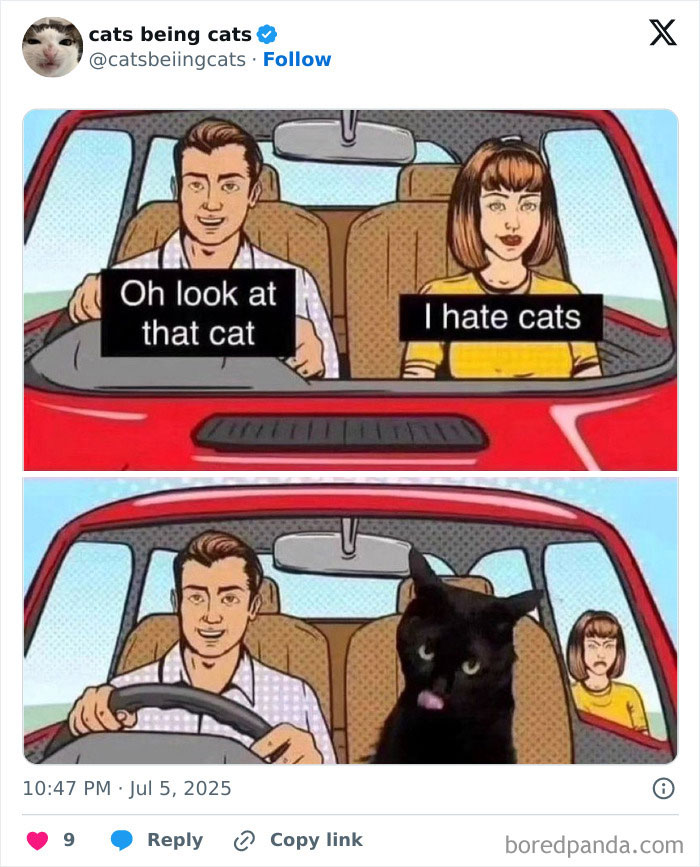 Man and woman in car with humorous cat meme showing cats being funny by just being themselves.