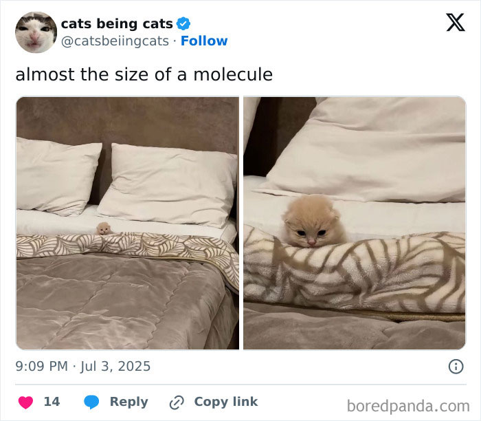 Tiny kitten resting on a bed, showcasing humorous cat behavior that proves cats just need to be themselves.