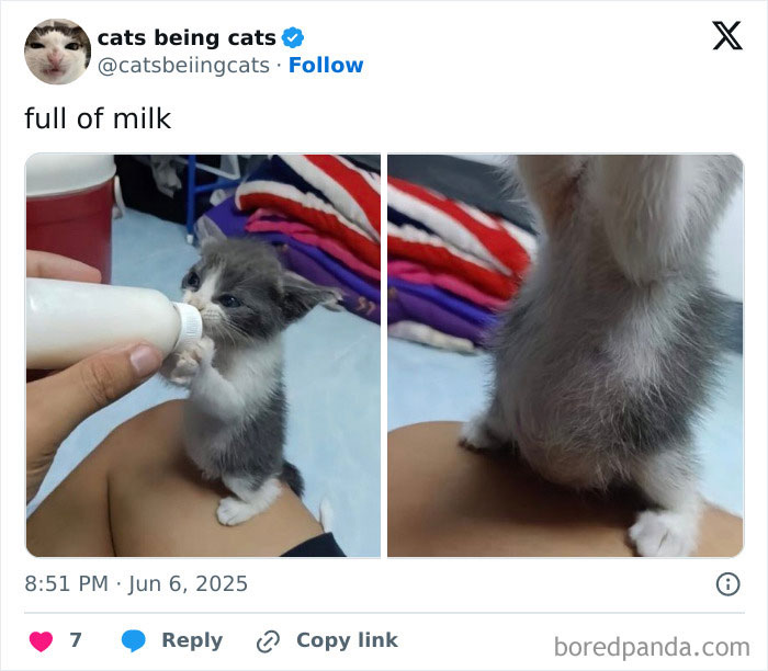 Gray and white kitten humorously drinking milk from a bottle, showcasing cats being funny by just being themselves.