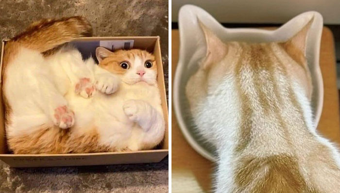 50 Humorous Posts That Prove Cats Just Need To Be Themselves In Order To Be Funny