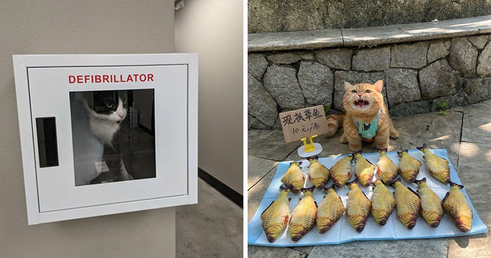 50 Pics Of ‘Cats With Jobs’ That Prove There Isn’t Anything Felines Can’t Do (New Pics)