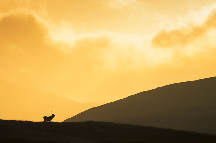 Silhouette of a deer standing on a hill at sunset, showcasing stunning wildlife and nature in a peaceful landscape.
