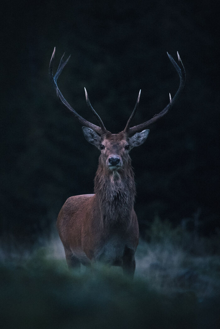 Majestic deer with large antlers standing in dark forest, showcasing stunning wildlife and nature photography.