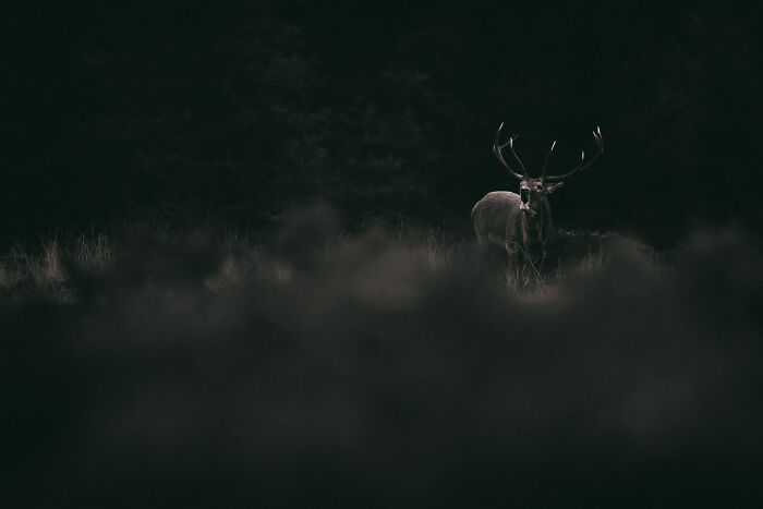 A majestic deer standing in dark, misty forest vegetation, showcasing stunning wildlife and nature shots.