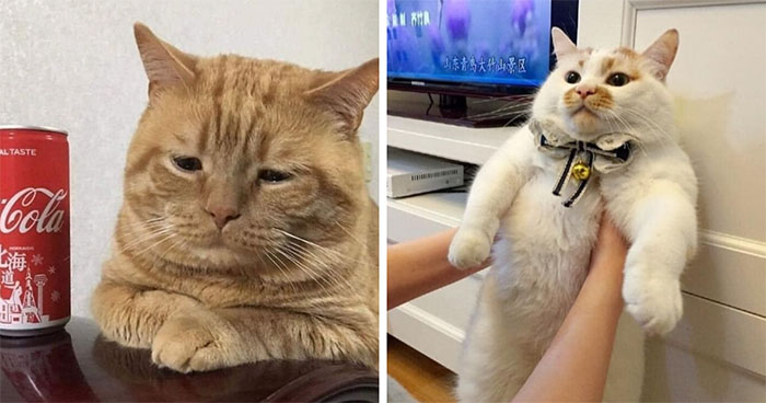 46 Chubby Cats That Will Melt Your Heart With Their Adorableness