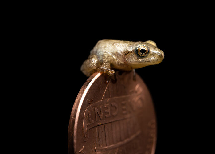 Close-up of a tiny frog perched on the edge of a coin, showcasing detailed animal features in sharp focus.