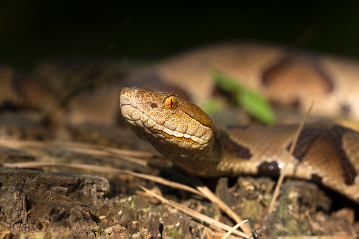 Close-up of a snake with detailed scales and bright orange eyes, showcasing perfectly captured animal photography.