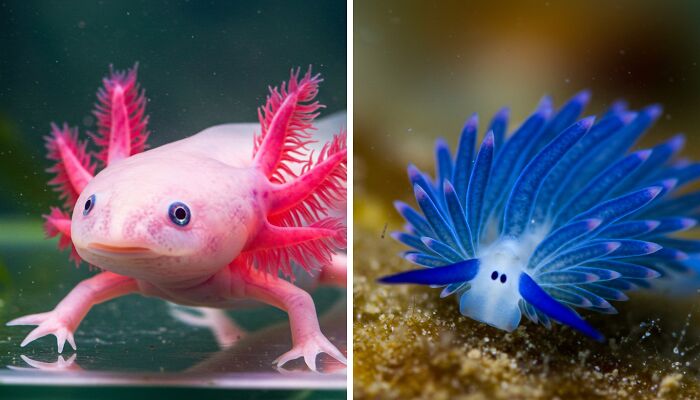 13 Animals That Look Too Weird To Be Real But Are