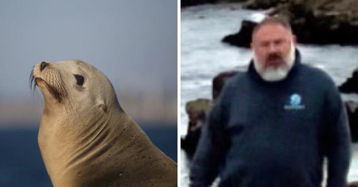 $20K Reward Offered After Man Was Spotted Committing Horrific Act On A Sea Lion In California