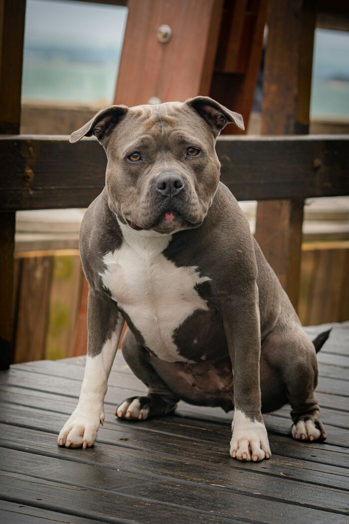 Pit bull dog sitting on a wooden deck with a calm expression, related to stories of escaping death by pure luck.
