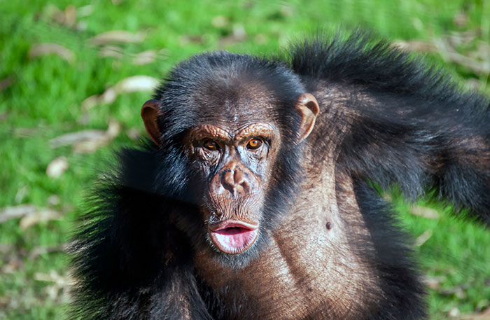 Chimpanzee with open mouth in a green outdoor setting, illustrating a unique history anecdote about the past.