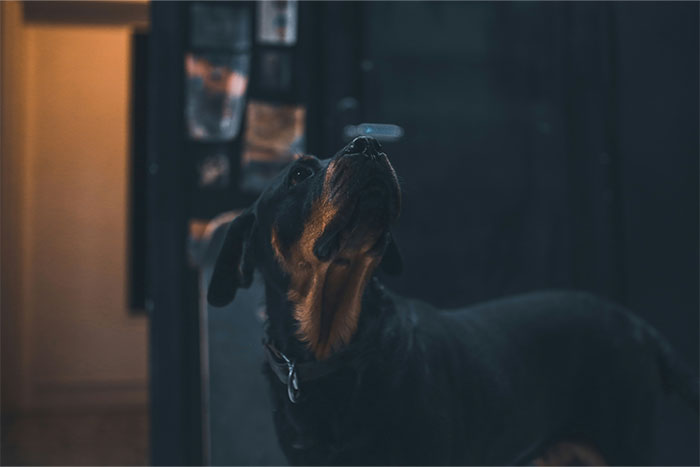 Dark dog looking upwards in a dimly lit room, evoking creepy and unexplained experiences people have reported.