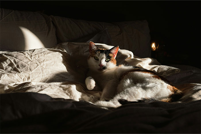 Calico cat lying on a bed in dim light, evoking a creepy and unexplained atmosphere.