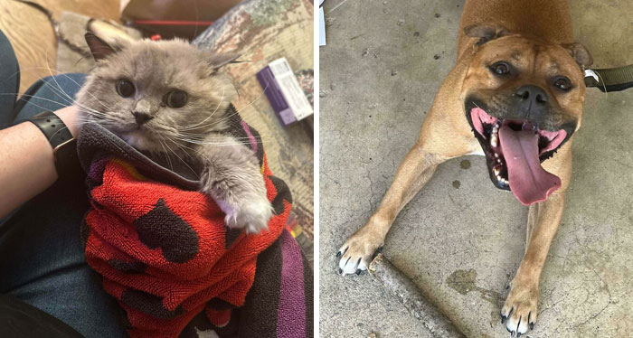 People Couldn’t Contain Their Excitement And Needed To Share 50 Pics Of Their New Adopted Pets (September Edition)