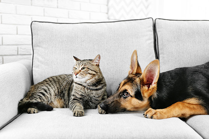 A tabby cat and a German Shepherd dog resting together on a light gray couch inside a home.