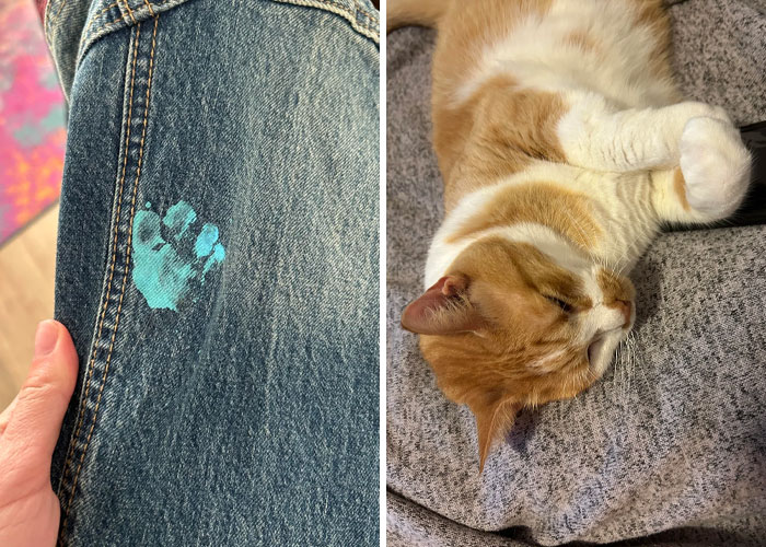 Marca de pata de gato adorable pintada en mezclilla y gato durmiendo sobre ropa gris suave.