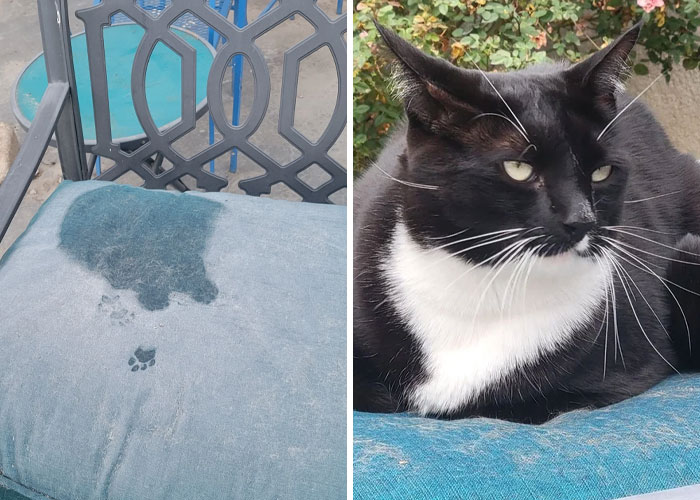 Faint cat paw prints on a blue cushion next to a black and white cat resting outside, showcasing cute cat paw prints.