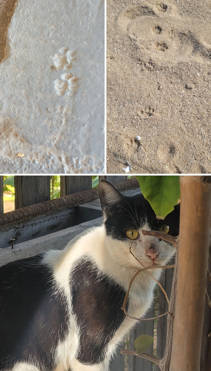 Cat paw prints in concrete and sand with a black and white cat peeking from behind a plant outdoors.