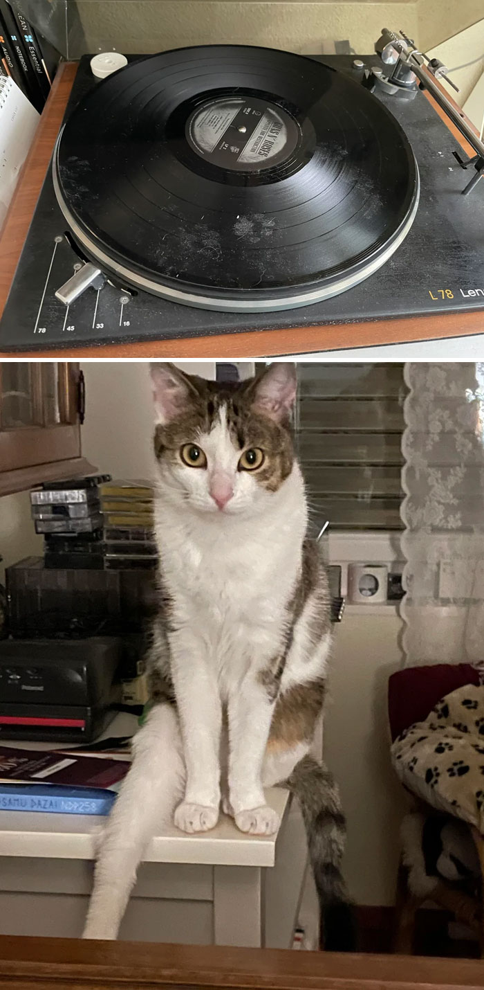 Gato sentado cerca de una tornamesa con huellas de patas de gato visibles en el vinilo negro.