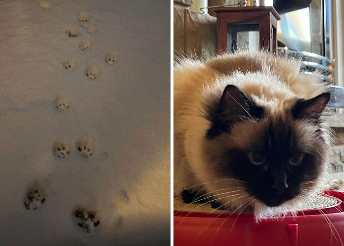 Left side shows cute cat paw prints in snow, right side features a fluffy cat with dark face and ears indoors.