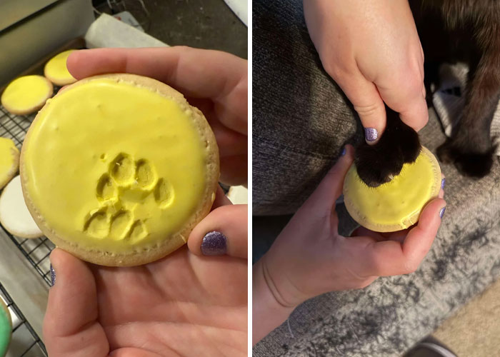 Galleta amarilla con huella de pata de gato adorable estampada, mostrando la ternura de las patas sin maullido.