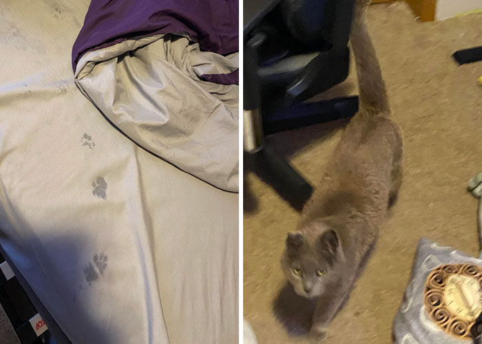 Gray cat walking on carpet near visible cute cat paw prints on beige blanket, showing playful feline behavior indoors.